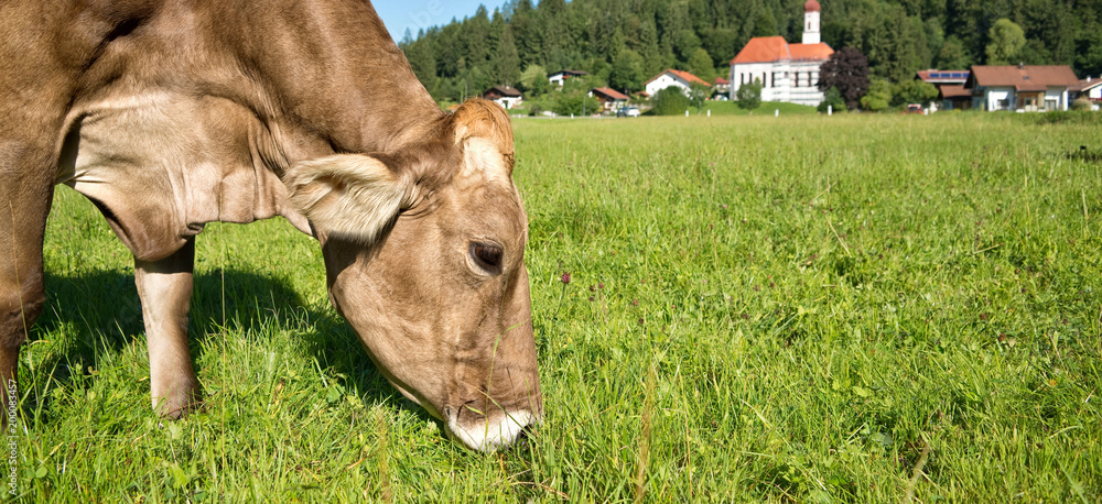 Wall mural cow grazing in a green meadow, village in the background