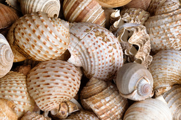 Big white and yellow dry textured seashells for decorations, closeup.