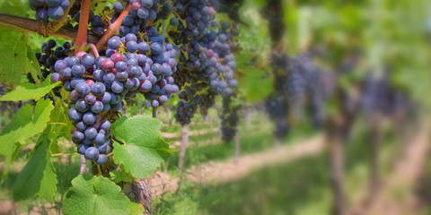 Close up on red black grapes in a vineyard