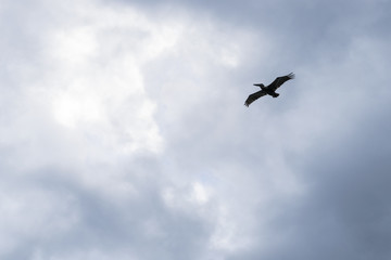 Bewölkter Himmel mit Pelikan