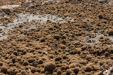 Seaweed balls scattered on the beaches of Spain