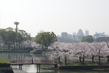 Fototapeta na wymiar 大阪・毛馬桜之宮公園の桜