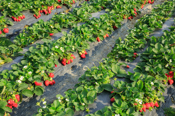 strawberry fruits in growth at garden