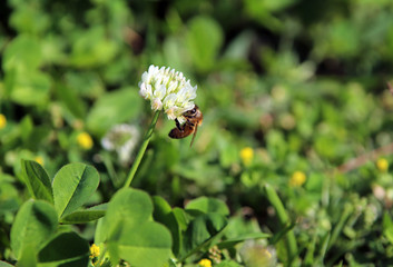 シロツメクサと蜜蜂