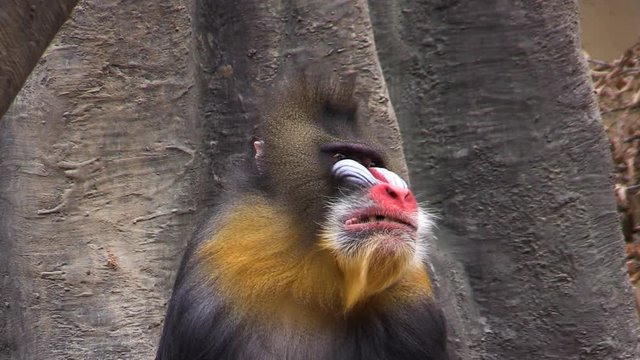 Mandrill (Mandrillus sphinx) yawns