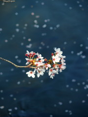 散り始めた桜の花
