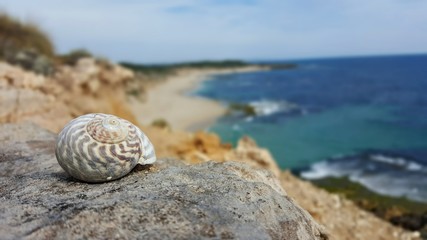 Coquillage effet bokeh plage couleurs