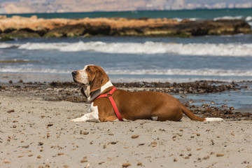 Basset Hound dog on the beach lying quiet with blue mediterranean sea in the background