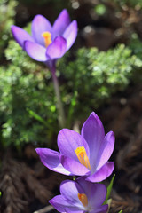 Crocus Flowers in Springtime