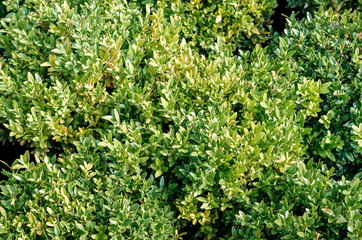 Green Boxwood Buxus plants for planting in pots seedlings flora greenery nature in greenhouse greenhouses