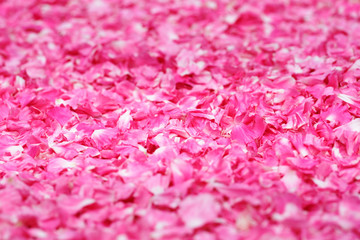 Fototapeta premium 一面の花びら