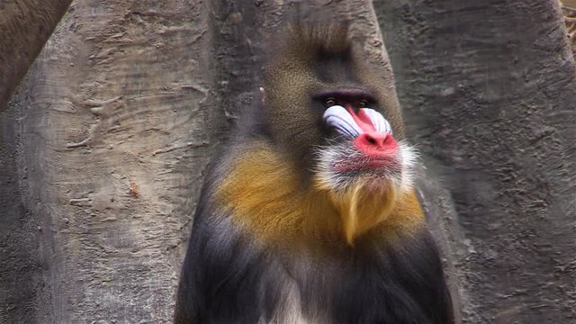 Male Mandrill (Mandrillus sphinx) is a colorful monkey