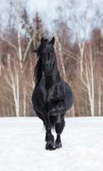 Fototapeta na wymiar holand horse
