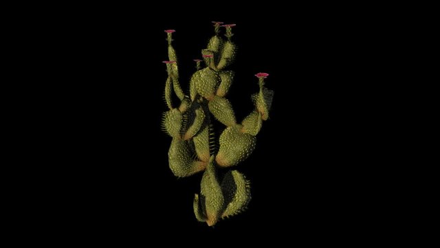 Beavertail Cactus. Alpha Channel Included.