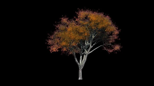 Elm Tree. Alpha Channel Included.