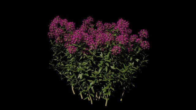 Growing Verbena Flowers. Alpha Channel Included.