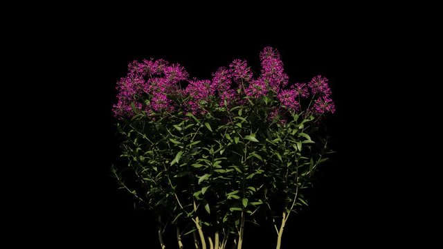 Growing Verbena Flowers. Alpha Channel Included.