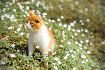 Beautiful red cat rests in wild spring flowers anemones