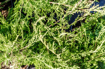 Green plants for planting in pots seedlings flora greenery nature in greenhouse greenhouses