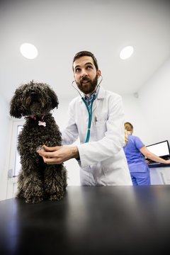 Vet examining dog