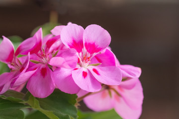 Spring blooming pink geranium photographed close