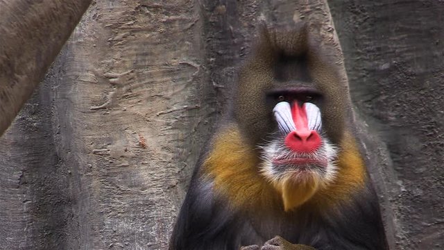 Mandrill (Mandrillus sphinx) is a colorful and interesting monkey species