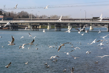 Seagull and blue river. Azerbaijan. Nature background.