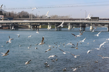 Seagull and blue river. Azerbaijan. Nature background.