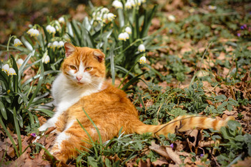 Naklejka na ściany i meble A beautiful red cat lies in the spring forest near the snow sledges