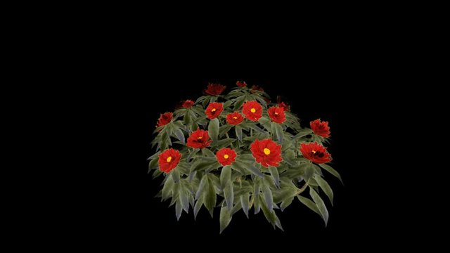 Peony Red Grouped Flowers. Alpha Channel Included.