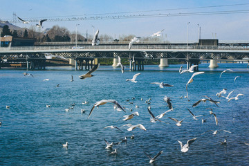 Seagull on lake. Azerbaijan. Nature background.