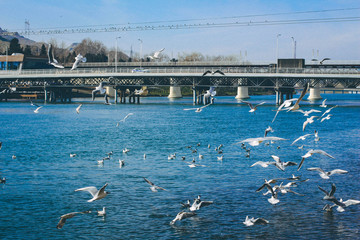 Seagull on lake. Azerbaijan. Nature background.