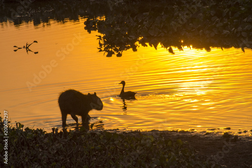 Capybara Hydrochoerus Hydrochaeris And Duck Stock Photo And Images, Photos, Reviews