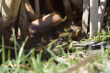 green Frog on the bank of the pond