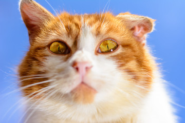 A magnificent red cat with yellow eyes close up on a blue sky background