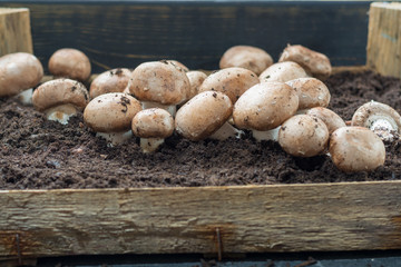 Cultivation of brown champignons mushrooms, grow in underground nature caves in France, ready for harvest