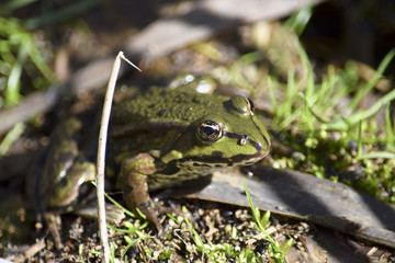 green Frog on the bank of the pond