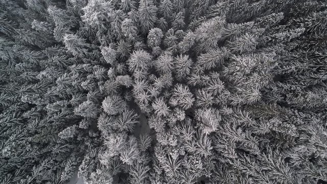 Winter Wilderness Aerial Background Over Snowy Forest Trees