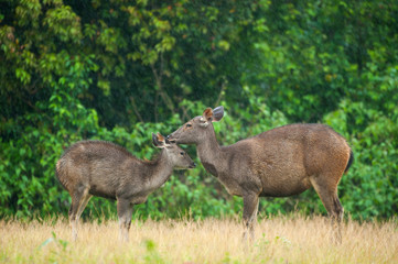 Mother Sambar deer grooming baby deer in the rain.