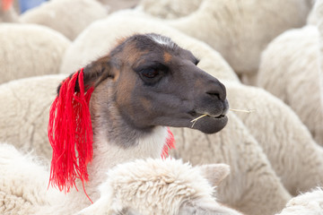 Naklejka premium lamas in Andes,Mountains, Peru