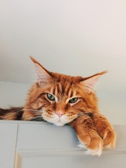 Animals concept. Wonderful red cat of maine coon breed, has big ears, green eyes and fluffy paws, isolated over white background. Ginger pet poses indoor