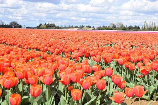 Tulipes, Jonqui&egrave;res