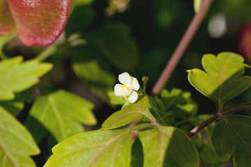 Obraz premium フウセンカズラの花