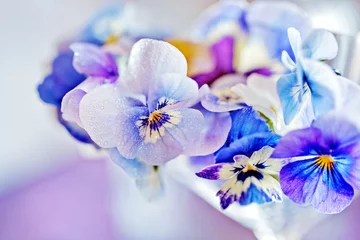 Photo sur Aluminium Pansies Photo d& 39 un beau gros plan de fleurs de pensée violette sur fond bleu. Fleurs belles et délicates.