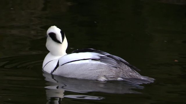 Smew (Mergellus albellus) swimming on the water, white male