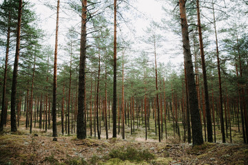 Fototapeta premium Pine tree forest.