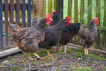 Group of chickens in the garden in front of a fence