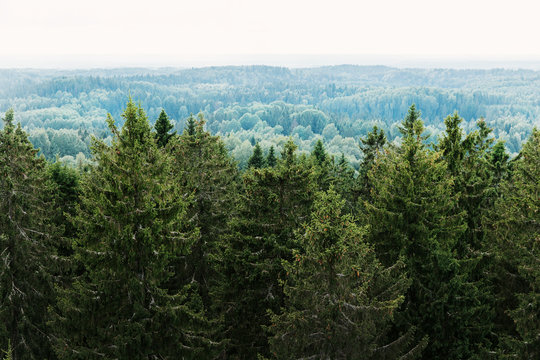 Fototapeta Aerial view of the forest - spruce trees from the top.