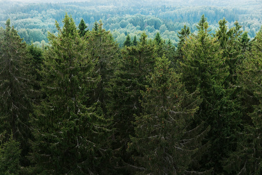 Fototapeta Aerial view of the forest - spruce trees from the top.
