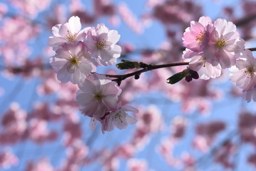 Obraz premium Flowers